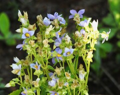 Exacum pedunculatum
