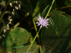 Tricholepis glaberrima