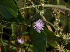 Tricholepis glaberrima