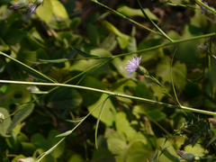 Tricholepis glaberrima