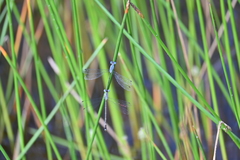 Lestes praemorsus