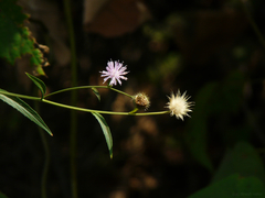 Tricholepis glaberrima