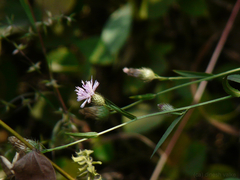Tricholepis glaberrima