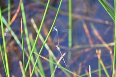 Lestes praemorsus