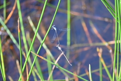 Lestes praemorsus