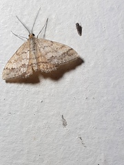 Scopula rubraria