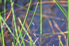 Lestes praemorsus