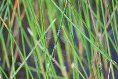 Lestes praemorsus
