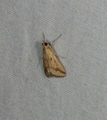 Achyra massalis
