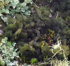 Leptogium phyllocarpum