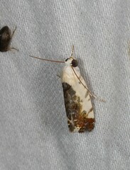 Acontia nivipicta
