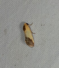 Acontia thapsina