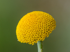 Aaronsohnia factorovskyi