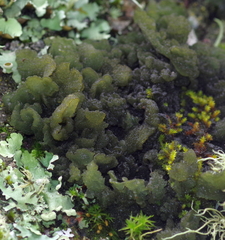 Leptogium phyllocarpum