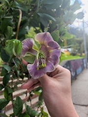 Cobaea scandens