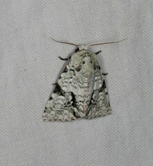 Acronicta psorallina