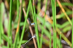 Lestes praemorsus