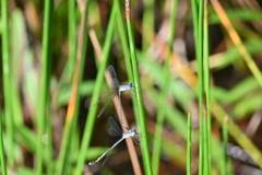 Lestes praemorsus
