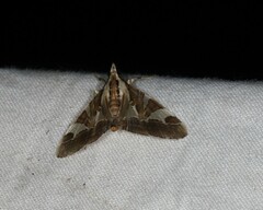 Agrioglypta itysalis