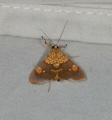 Agrotera glycyphanes