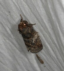 Archigargetta amydra