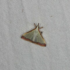 Autocharis hedyphaes