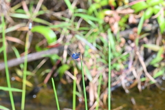 Rhyothemis triangularis