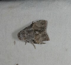 Barasa cymatistis