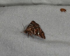 Chaograptis euchrysa