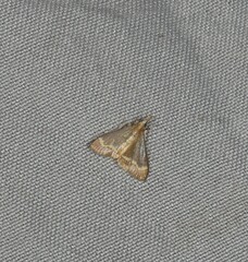 Clupeosoma pellucidalis