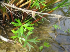 Ranunculus glabrifolius