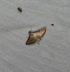 Cnaphalocrocis bilinealis