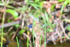 Rhyothemis triangularis