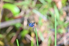 Rhyothemis triangularis