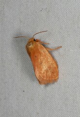 Comanula uniformis