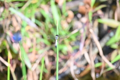 Aethriamanta gracilis