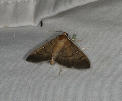 Pramadea lunalis