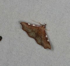 Corgatha dichionistis