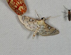Cotachena hicana