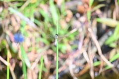 Aethriamanta gracilis