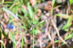 Aethriamanta gracilis