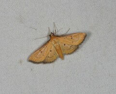 Ectadiosoma straminea