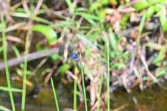 Rhyothemis triangularis