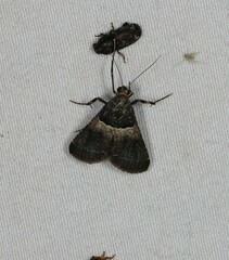 Endotricha melanchroa