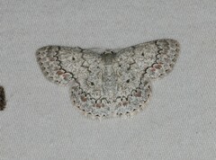 Epipristis oxyodonta