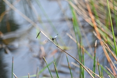 Aethriamanta gracilis