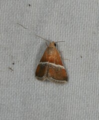 Eublemma lozostropha