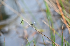 Aethriamanta gracilis
