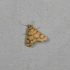 Glycythyma leonina