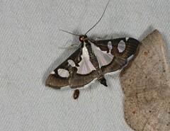 Glyphodes bicolor